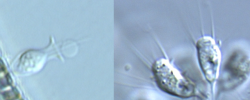 choanoflagellates