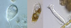 ciliates