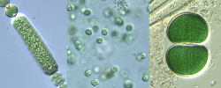 cyanobacteria