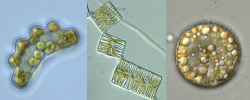 diatoms