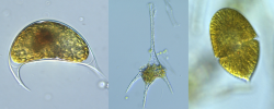 dinoflagellates