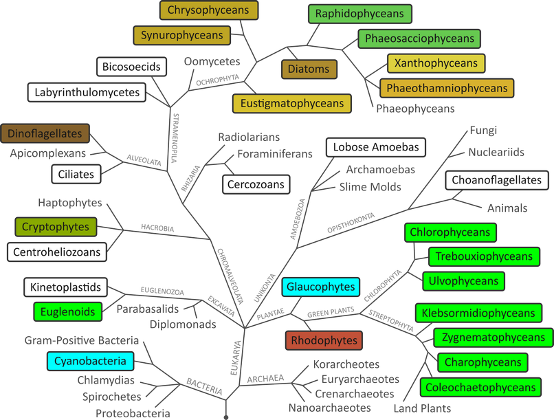 phylogenetic tree